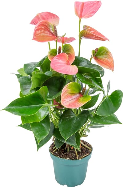 Bloomique - Flamingoplant - Roze - Kamerplanten - Luchtzuiverend - Hoogte 30-40 cm - Pot 12 cm