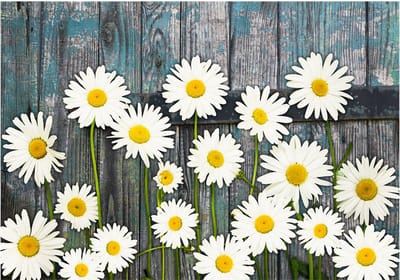 Fotobehangkoning - Behang - Vliesbehang - Fotobehang Bloemen - Return to the Innocence - 150 x 105 cm