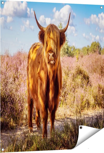Gards Tuinposter Schotse Hooglander Koe in de Wei - 80x100 cm - Tuindoek - Tuindecoratie - Wanddecoratie buiten - Tuinschilderij