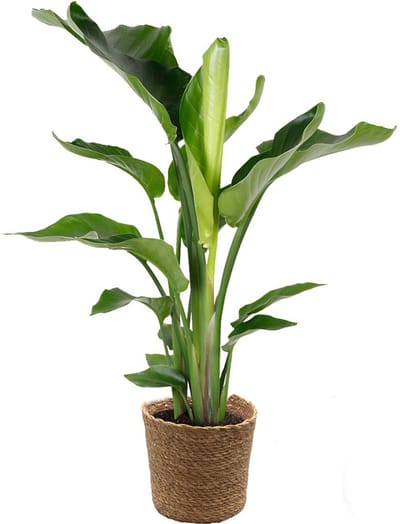Bloomique - Strelitzia Nicolai - Paradijsvogelplant - Paradijsvogelbloem - Kamerplanten - Luchtzuiverend - Gemakkelijk in onderhoud - Hoogte 80-100 cm - Zeegras Mand 21 cm