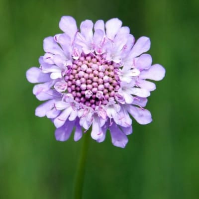 Duifkruid (Scabiosa Caucasica) - Perfecta - (Driepack) - Vaste planten - Bijen-Vlinders - Snijbloemen - Zomerbollen - Voorjaarsbollen