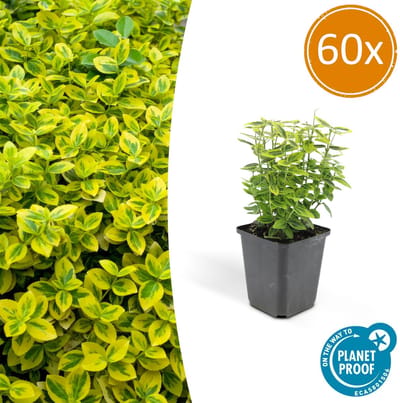 60 Stuks Kardinaalmuts, Groen Blad met een Gele Rand, Euonymus Emerald n Gold - 10-25cm - Ø9cm