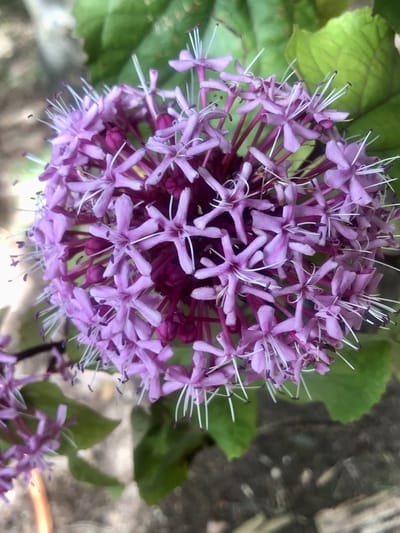 Clerodendrum bungei - Kransenboom, Pindakaasstruik (OMWILLE VAN DE BLADGEUR) 40 - 60 cm in pot