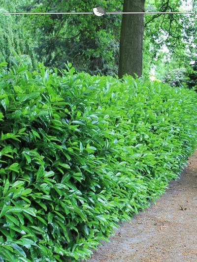 Laurier Prunus Novita 60-80 cm, 7x Haagplant