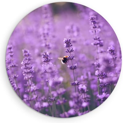 Saammp Muurcirkel Hout - bij op lavendelbloem - Landschap - Natuur - Ø 90 - Wandcirkel - Wanddecoratie Cirkel - Muurdecoratie Woonkamer - Slaapkamer decoratie - Rond Schilderij