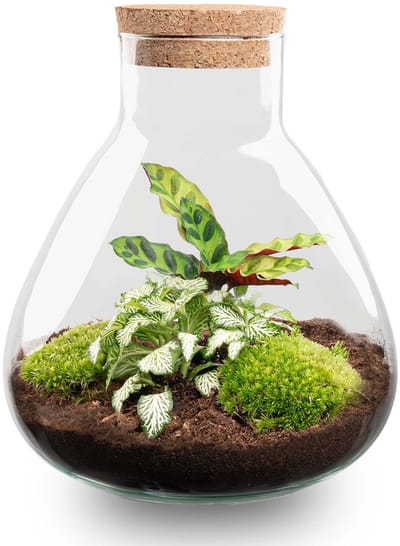 Terrarium - Sammie coffea - ↑ 27 cm - Ecosysteem plant - Kamerplanten - DIY planten terrarium - Mini ecosysteem