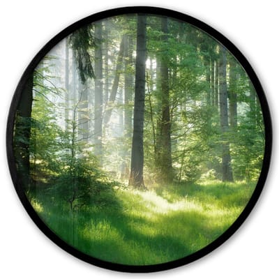Poster in lijst Rond - Fotolijst 40x40 cm - Posters - Natuur - Bomen - Bos - Groen - Zon - Gras - Planten - Ronde posterlijst zwart - Decoratie - Wanddecoratie woonkamer - Muurdecoratie slaapkamer