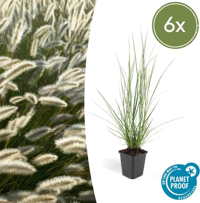 Tuinplantenshop.com | Pennisetum alopecuroides 'Hameln' | 6 stuks - Ø9cm - 10-25cm hoog - Tuinplant