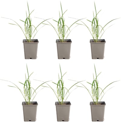 Bloomique - Set van 6 - Hemerocallis Stella De Oro - Daglelie - Tuinplanten - Rijkbloeiend - Winterhard - Vaste plant - 10-20 cm hoog - 9 cm pot