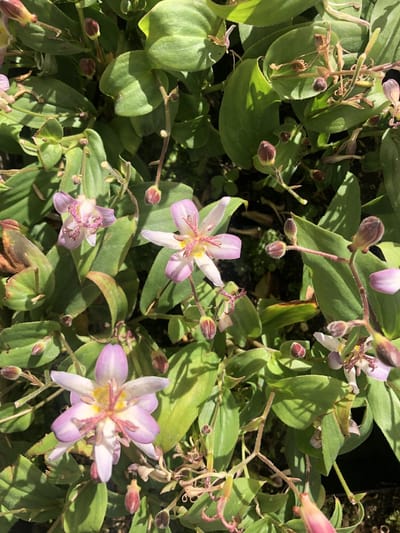 6 x Tricyrtis hirta 'Tojen' - Paddenlelie / armeluisorchidee - pot 9 x 9 cm