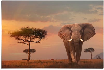 Poster Olifant bij schemer - 61 x 91,5 - Papier - REINDERS