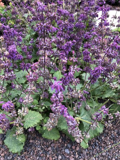 6x Kranssalie - Salvia Verticillata 'Purple Rain' | 9x9 cm pot