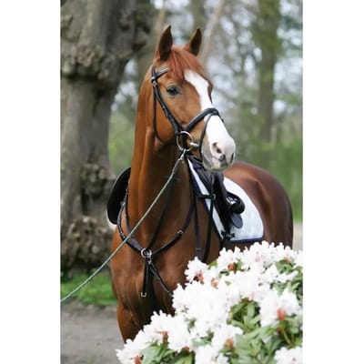 Combinatie martingaal jachthalsband voor paarden Stübben SideFit
