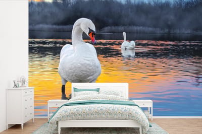 Behang - Fotobehang Zwaan - Vogel - Zonsondergang - Water - Breedte 390 cm x hoogte 260 cm