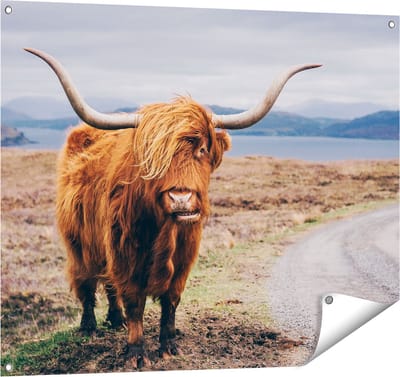 Gards Tuinposter Schotse Hooglander Koe op de Weg - 100x80 cm - Tuindoek - Tuindecoratie - Wanddecoratie buiten - Tuinschilderij