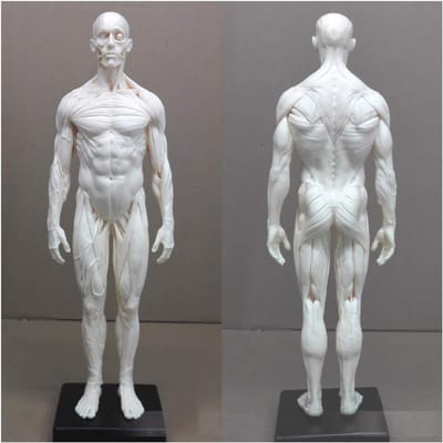 Anatomie Figuren - Menselijk Lichaam Model - Tekenen Studeren - Half Spier Half Huid - 28-30 cm - Ongeverfd