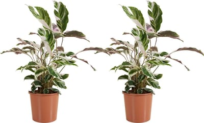 Bloomique - Set van 2 - Calathea White Fusion - Pauwenplant - Kamerplanten - Luchtzuiverend - Gemakkelijk in onderhoud - Hoogte 60-80 cm - Pot 17 cm