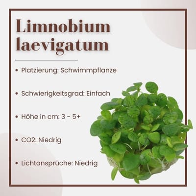 Limnobium Laevigatum Waterplant - Ideaal voor Aquaria en Aquascaping