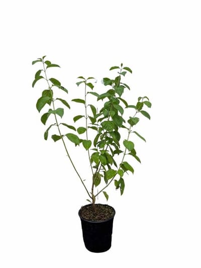 JUNAVERA Witte Kornoelje 'Kesselringii' (Cornus alba) | 60 cm hoog | In 17 cm pot | Winterkleur sierheester