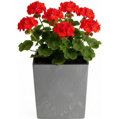 Kwadratowa Donica Betonlook Grijs 30x30cm met Inzet