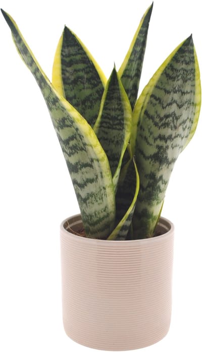 Sansevieria | 35cm | met gebroken witte keramieken pot