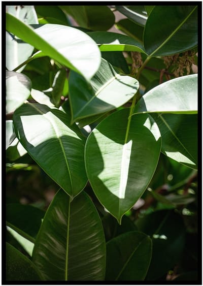 Poster Bladeren - 30x40cm met Fotolijst – Natuur Poster – Ingelijst