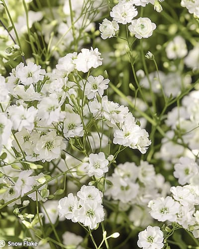 Gipskruid Zaden Snow Flake Gypsophila Paniculata Meerjarig Dubbelbloemig Wit