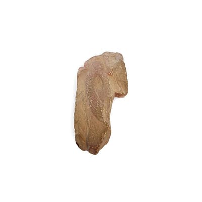 Ammoniet, Marokko, nr. 187 - 13 cm - bruin