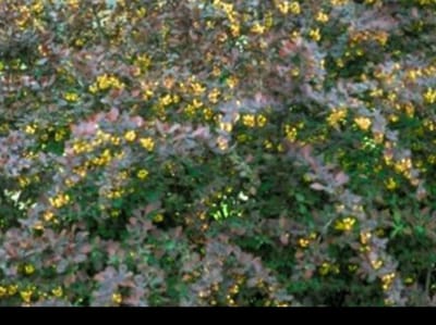 Berberis ott. 'Superba' - Zuurbes 40- 50 cm in pot