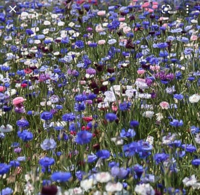 50 Gram Korenbloemen kleurenmix & 50 gram Margrieten - wit - zaden mix