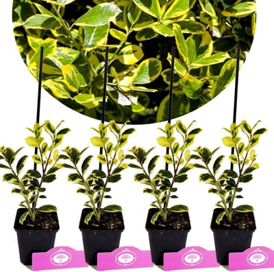 Set van 4 Goudbonte hulst- Ilex aquifolium 'Golden van Tol' – Hoogte 30cm – 9cm pot
