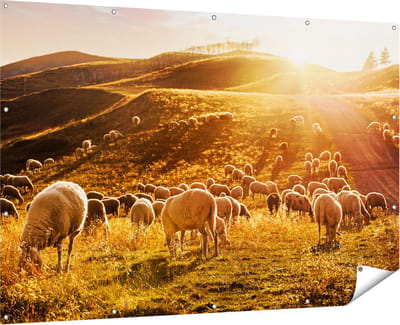 Gards Tuinposter Schapen in de Heuvels bij Zonsondergang - 180x120 cm - Tuindoek - Tuindecoratie - Wanddecoratie buiten - Tuinschilderij