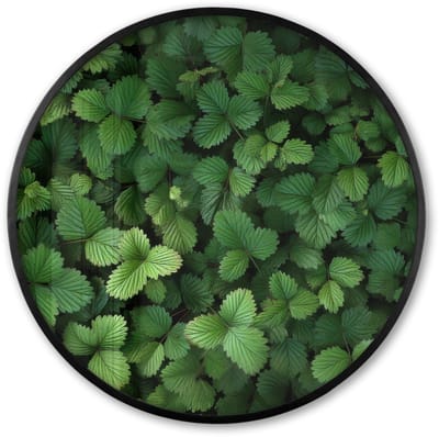 Poster in lijst Rond - Fotolijst 60x60 cm - Posters - Groen - Bladeren - Kartel - Zonlicht - Ronde posterlijst zwart - Decoratie - Wanddecoratie woonkamer - Muurdecoratie slaapkamer
