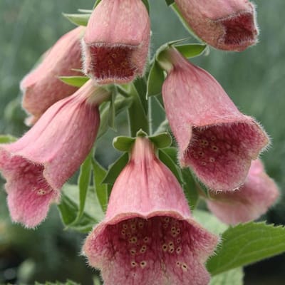 6 x Digitalis 'Mertonensis' - Vingerhoedskruid pot 9x9cm