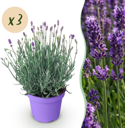 Green boutiQ - Tuinplant - Lavandula angustifolia Munstead - Lavendel - Winterhard - Paars - 3 Planten - Pot 12cm - Hoogte 15-25cm