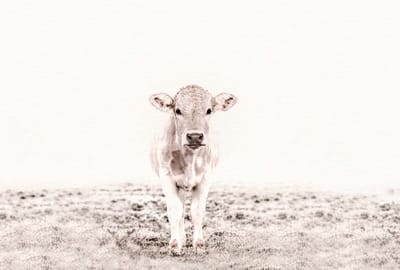Fotobehang HighlandCattle3 DD119833 A.S. Création ARTist Grijs Wit Vlies 270 x 400 cm (4 delen) Fotobehang