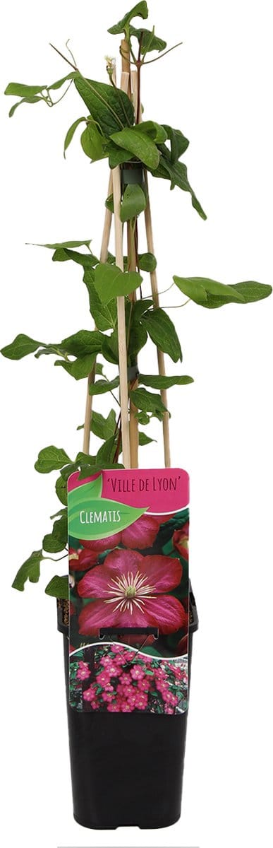 Bloomique - Clematis Ville de Lyon - Bosrank - Donkerroze - Klimplanten - Tuinplanten - Winterhard - Hoogte 50-70 cm - Pot 15cm