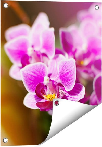 Gards Tuinposter Paarse Orchidee Bloemen - 40x50 cm - Tuindoek - Tuindecoratie - Wanddecoratie buiten - Tuinschilderij