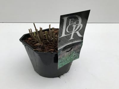 Plants Online - Tuinplanten - Siergrassen - Set van 1 - Miscanthus sinensis 'Ferner Osten' - 2 liter pot - Plant