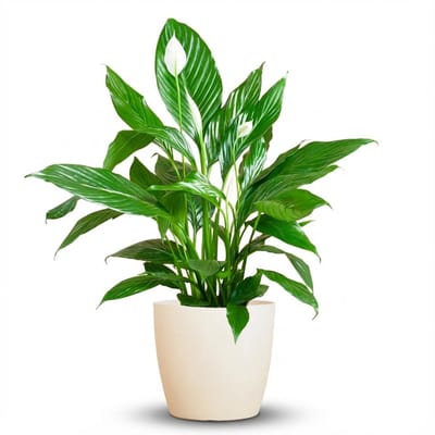 Green boutiQ - Kamerplant - Lepelplant - Spathiphyllum - Wit - Weinig onderhoud - 1 Plant - met Potter Wit - Pot 21cm - Hoogte 70 - 80cm
