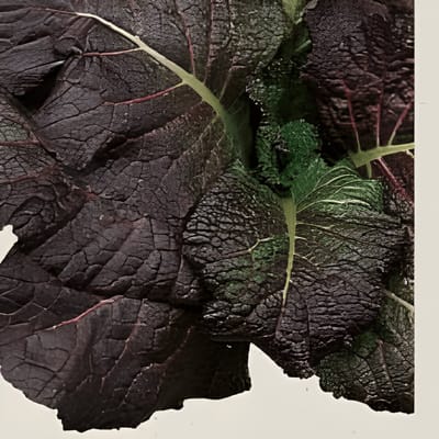 2 sets - Mosterd Red Giant Zaden Organic Brassica Juncea Eenjarig