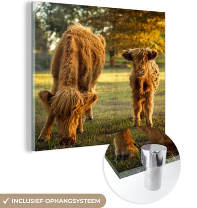 MuchoWow® Glasschilderij 50x50 cm - Schilderij acrylglas - Schotse Hooglander - Kalfje - Herfst - Foto op glas - Schilderijen