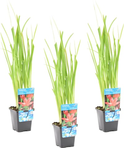 Bloomique - Set van 3 - Schizostylis Mrs Hegarty - Roze Kafferlelie - Moerasgladiool - Vijverplanten - Waterplanten - Winterhard - Hoogte 10-20 cm - Pot 9 cm