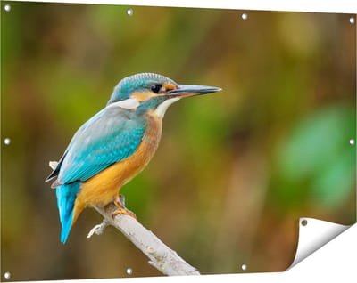 Gards Tuinposter Blauwe IJsvogel op een Tak - 120x80 cm - Tuindoek - Tuindecoratie - Wanddecoratie buiten - Tuinschilderij