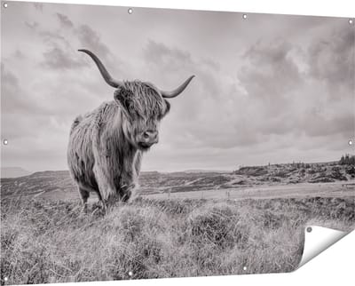 Gards Tuinposter Schotse Hooglander in de Wei - Zwart Wit - 150x100 cm - Tuindoek - Tuindecoratie - Wanddecoratie buiten - Tuinschilderij