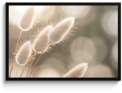 Poster in lijst - Fotolijst 90x60 cm - Posters - Hazestaartgras - Wit - Zonlicht - Posterlijst zwart - Decoratie - Wanddecoratie woonkamer - Muurdecoratie slaapkamer