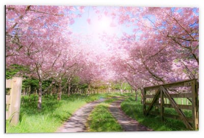 Dibond - Zandpad tussen de Roze Bomen  - 60x40cm Foto op Aluminium (Wanddecoratie van metaal)