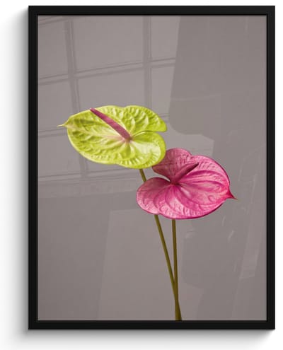 Poster in lijst - Fotolijst 60x80 cm - Posters - Planten - Anthurium - Groen - Roze - Posterlijst zwart - Decoratie - Wanddecoratie woonkamer - Muurdecoratie slaapkamer