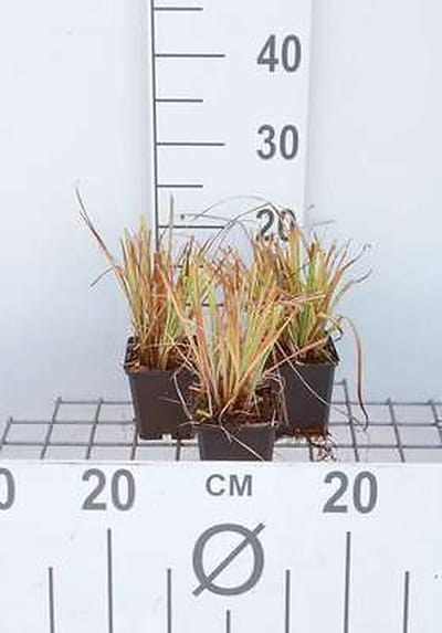 6x Zegge - Carex elata 'Aurea' ('bowles golden') | 9x9 cm pot