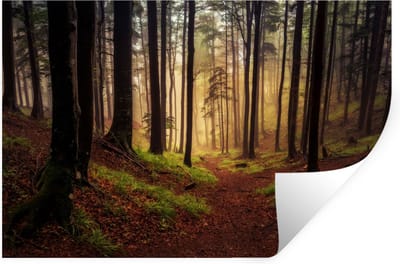 Muurstickers - Sticker Folie - Bomen - Natuur - Bos - 30x20 cm - Plakfolie - Muurstickers Kinderkamer - Zelfklevend Behang - Zelfklevend behangpapier - Stickerfolie